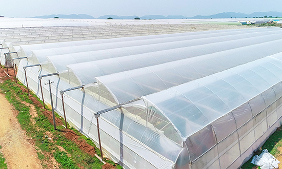 greenhouse uv plastic film ~!phoenix_varIMG1!~