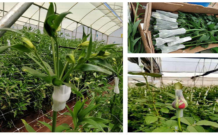 flower net16 Fleur Net16