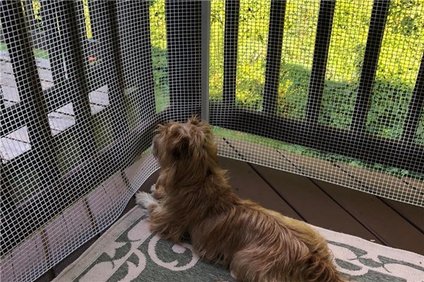 Animaux de compagnie Fencing Bop Plastic Mesh