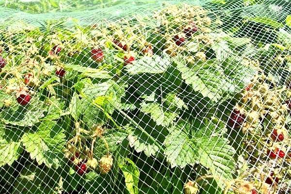 filet d'&eacute;tirement en plastique