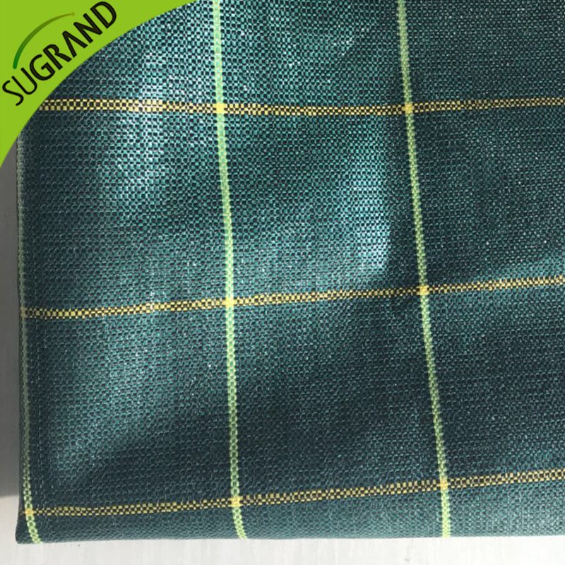 Green de haute qualité de 130 g.