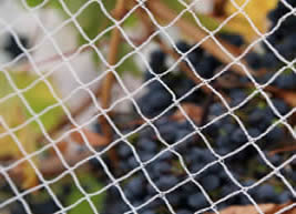 Comment choisir la taille du maillage du filet d'oiseau