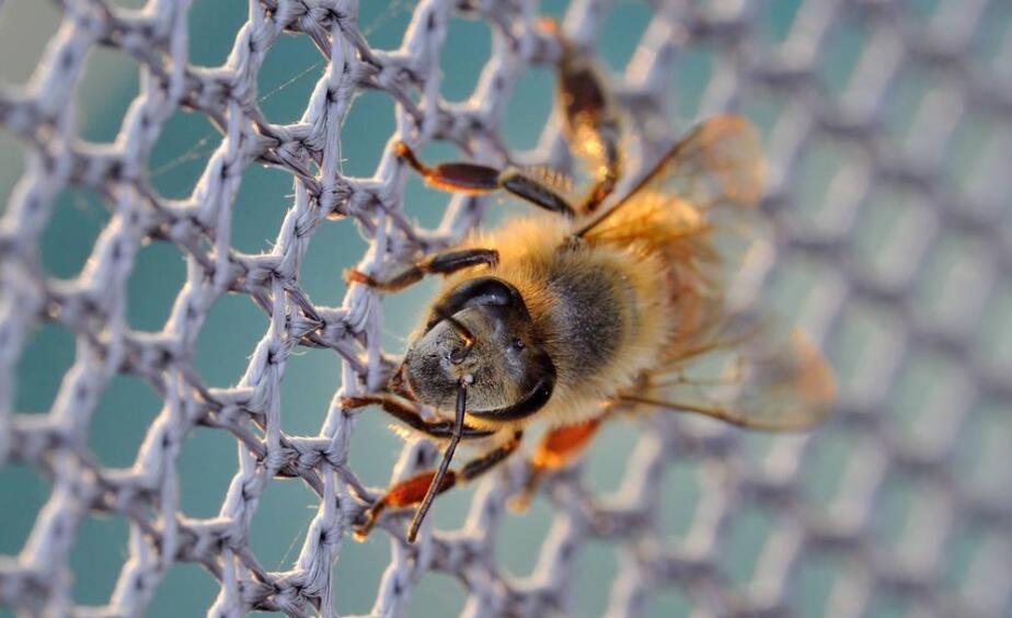 filet &agrave; abeilles en plastique