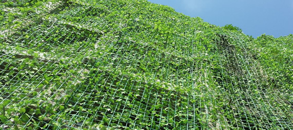 ing&eacute;nierie de plantation avec filet de soutien des plantes