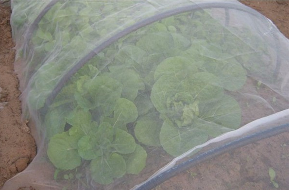 Les filets à l'épreuve des insectes isolent les ravageurs des légumes et des fruits