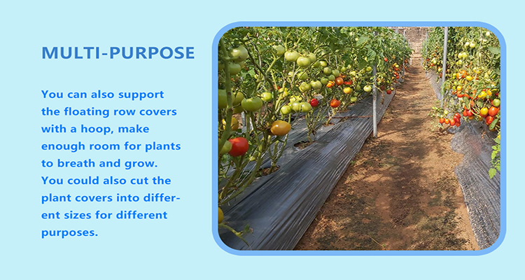 film de paillage (8)