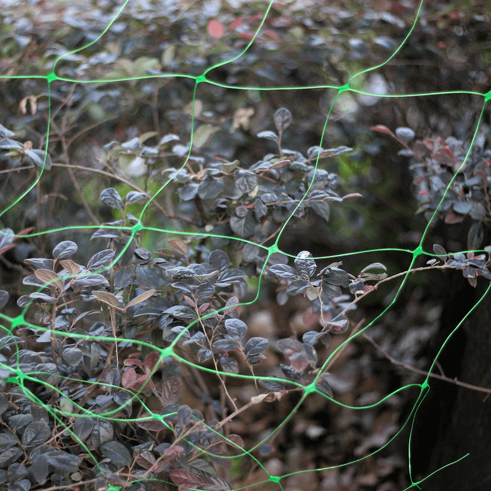 Net d'escalade de concombre de haricots