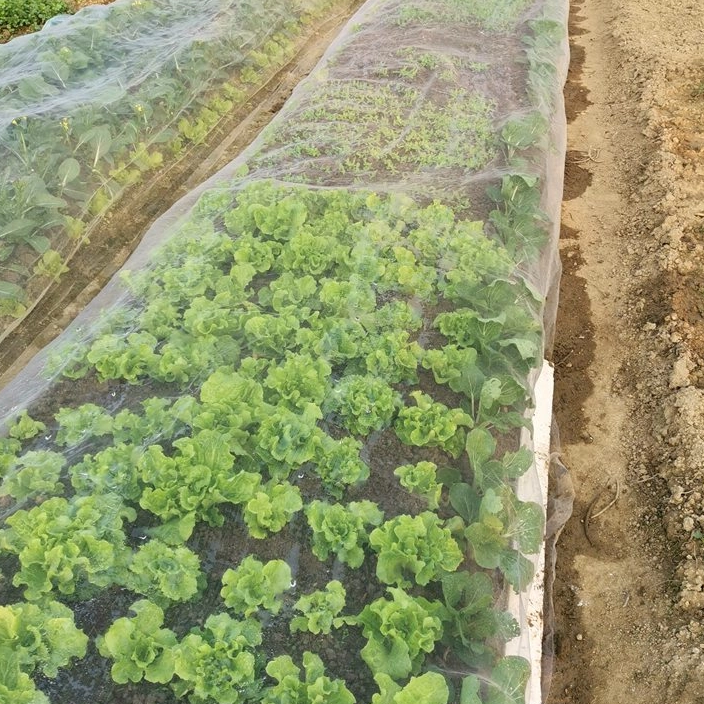 Quelle taille de maillage convient le mieux aux filets anti-insectes?