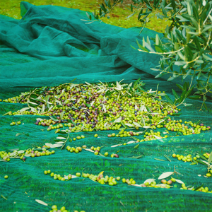 Filet à olives de qualité supérieure pour la récolte des olives