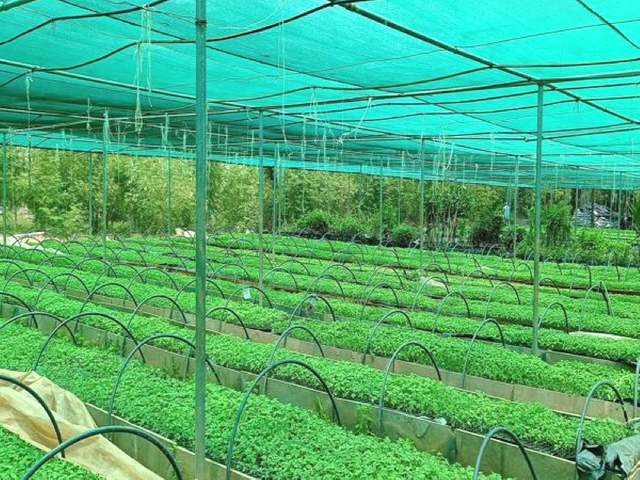 Filet d'ombrage vert