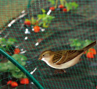 filet &agrave; oiseaux