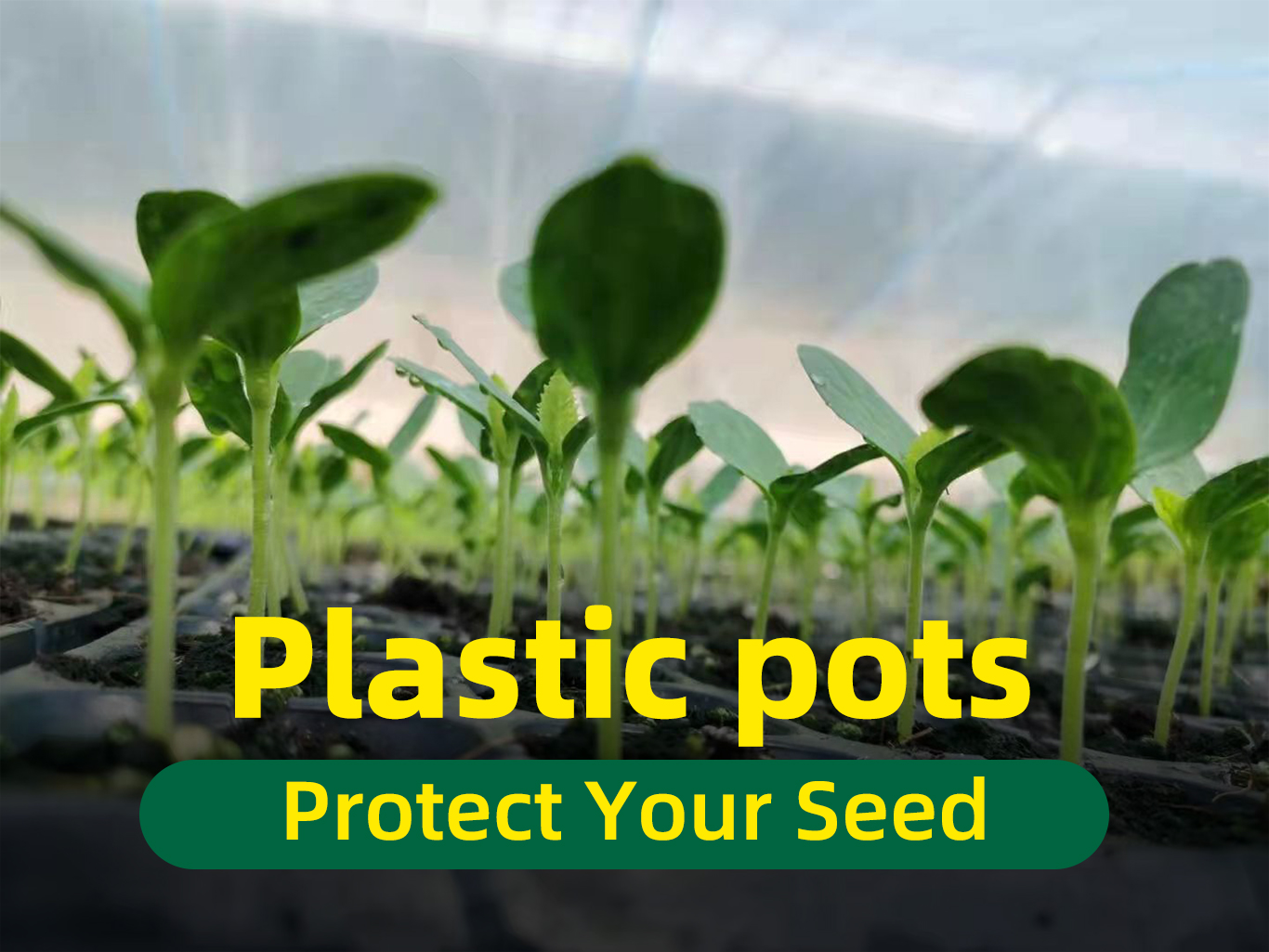 Pot de p&eacute;pini&egrave;re 1