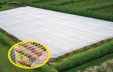 Comment les vignobles utilisent des filets anti-hail pour sauver les récoltes