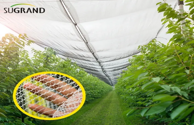 NETS ANTI-Hail Vs. NETS D'OBEILLE: Différences clés et cas d'utilisation