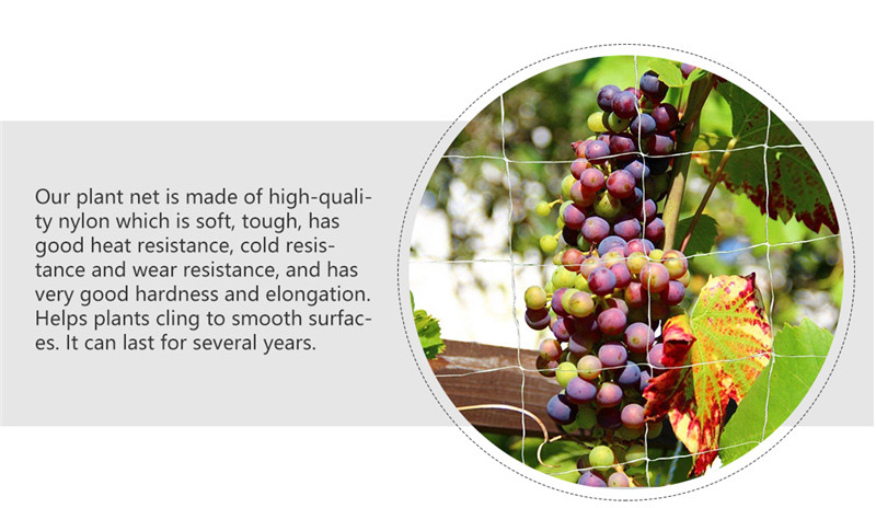 filet de soutien des plantes 3