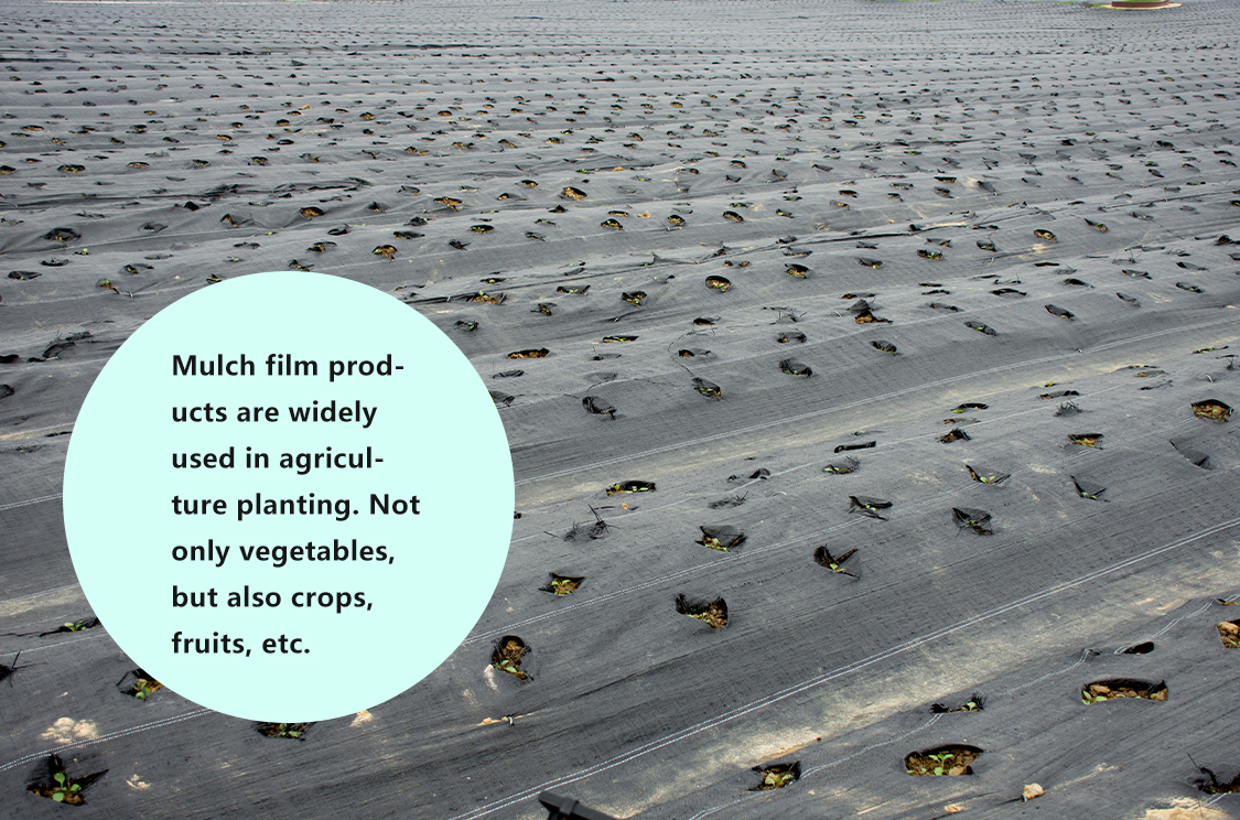 film de paillage biod&eacute;gradable