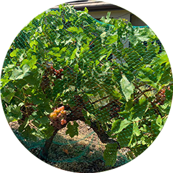 Filet anti-oiseaux extrud&eacute;