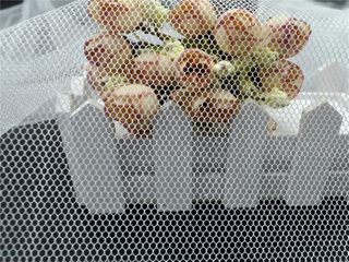 Bleu et blanc 35gsm 3 * 100m Mosquito Net pour l'Indonésie avec une potion anti-moustique