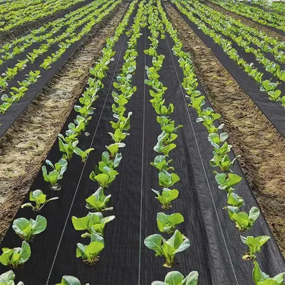 Usine de tissu de paysage de couverture de sol vert foncé