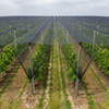 SUGRAND Filet anti-grêle pour fermes vergers