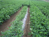 Film de paillis en plastique noir argenté pour le tapis de mauvaises herbes agricoles
