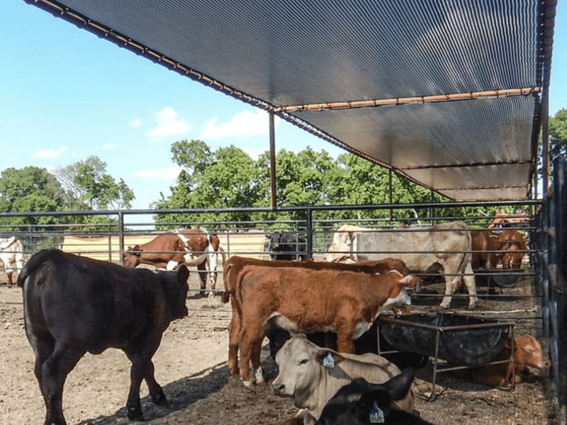 Netting de teinte de soleil
