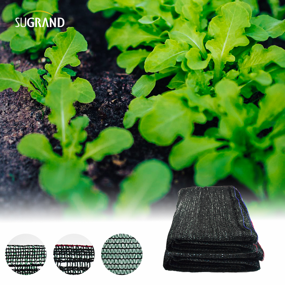 Six aiguilles de ruban noir et vert net