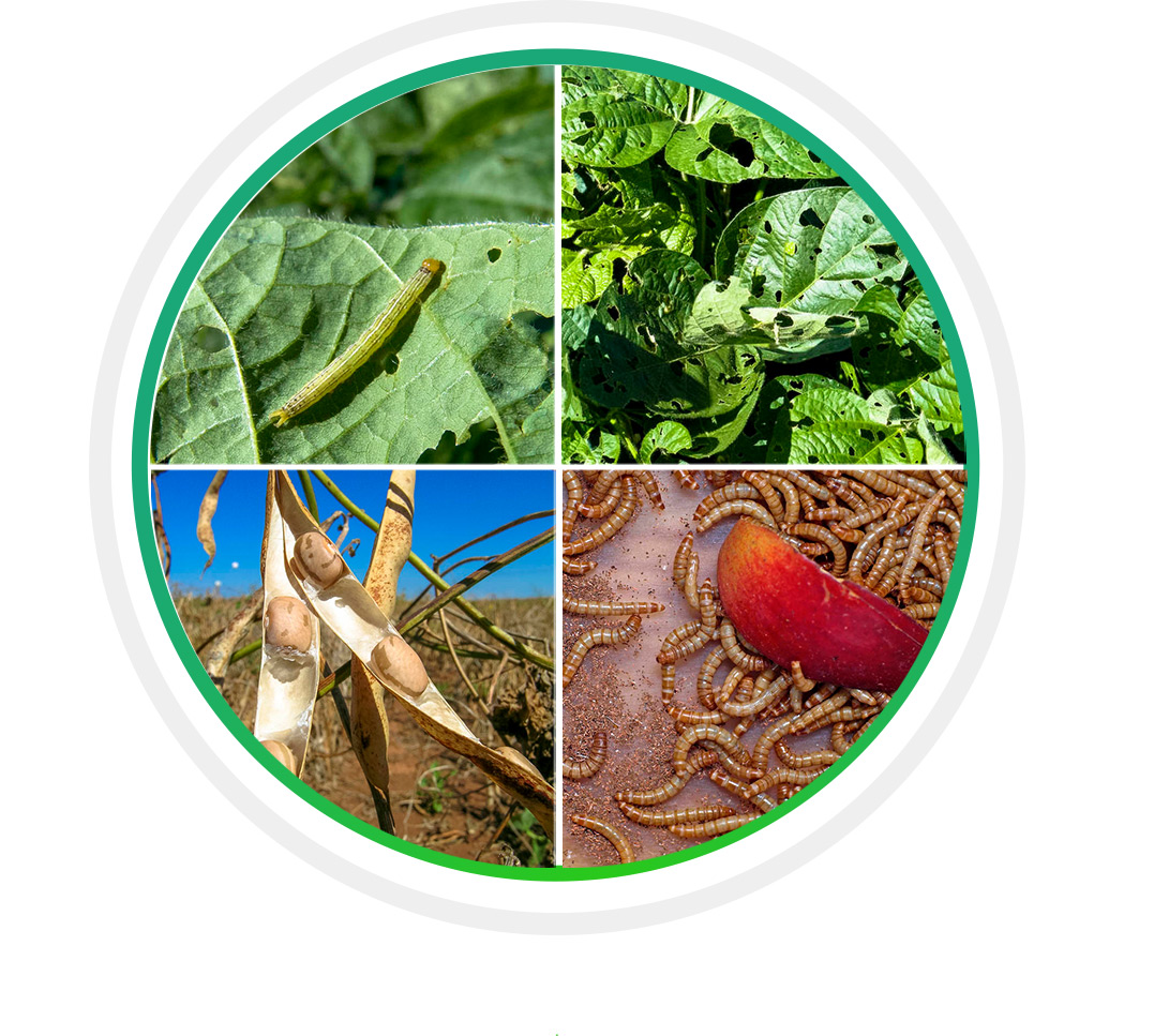 filet anti-insectes3