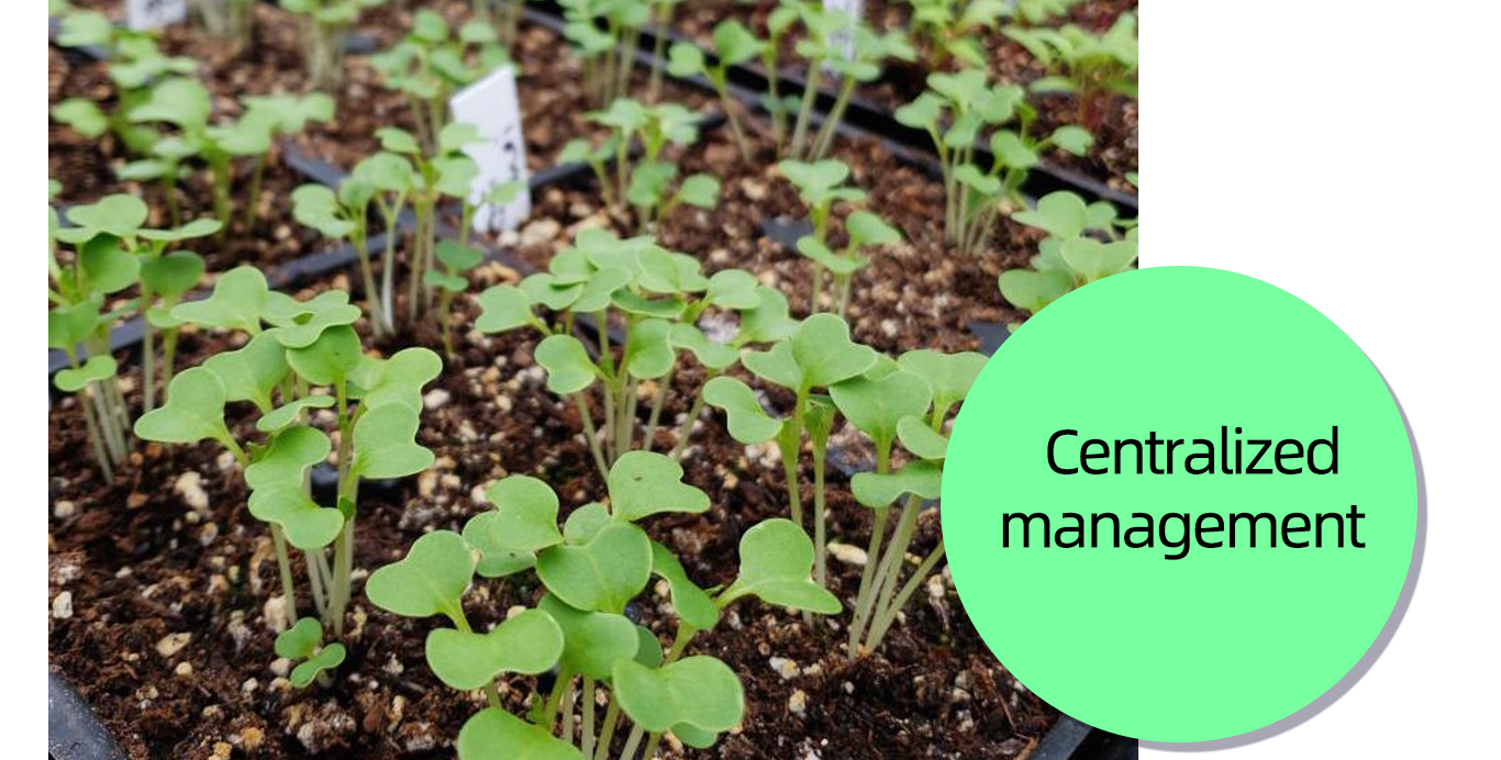 Plateaux de d&eacute;marrage pour semis