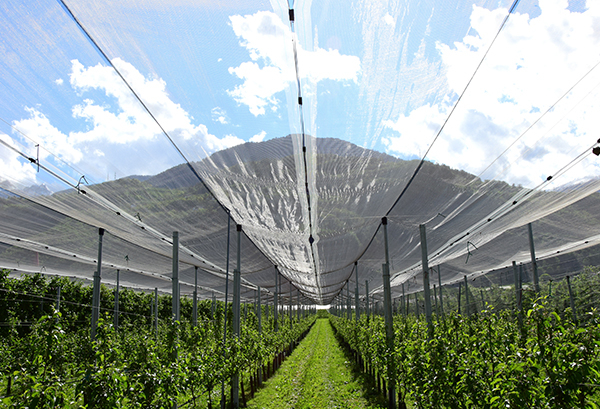 FEO/ODM​​​​​​​