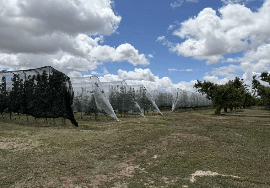 Vignobles avec filet anti-gr&ecirc;le