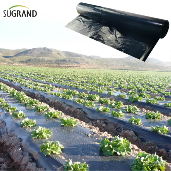 Avantages du film de paillis dans les serres