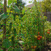 Filet de support pour plantes en gros et filet en treillis pour les cultures
