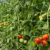 Filet de support pour plantes en gros et filet en treillis pour les cultures