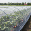 Filet anti-insectes en maille HDPE 40 pour légumes de serre