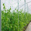 Filet de support pour plantes en gros et filet en treillis pour les cultures